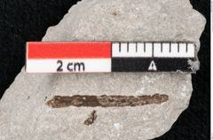 Foto (Detailansicht) von Callitris brongniartii Endl. (NHMW-GEO-2024-0188-6647)